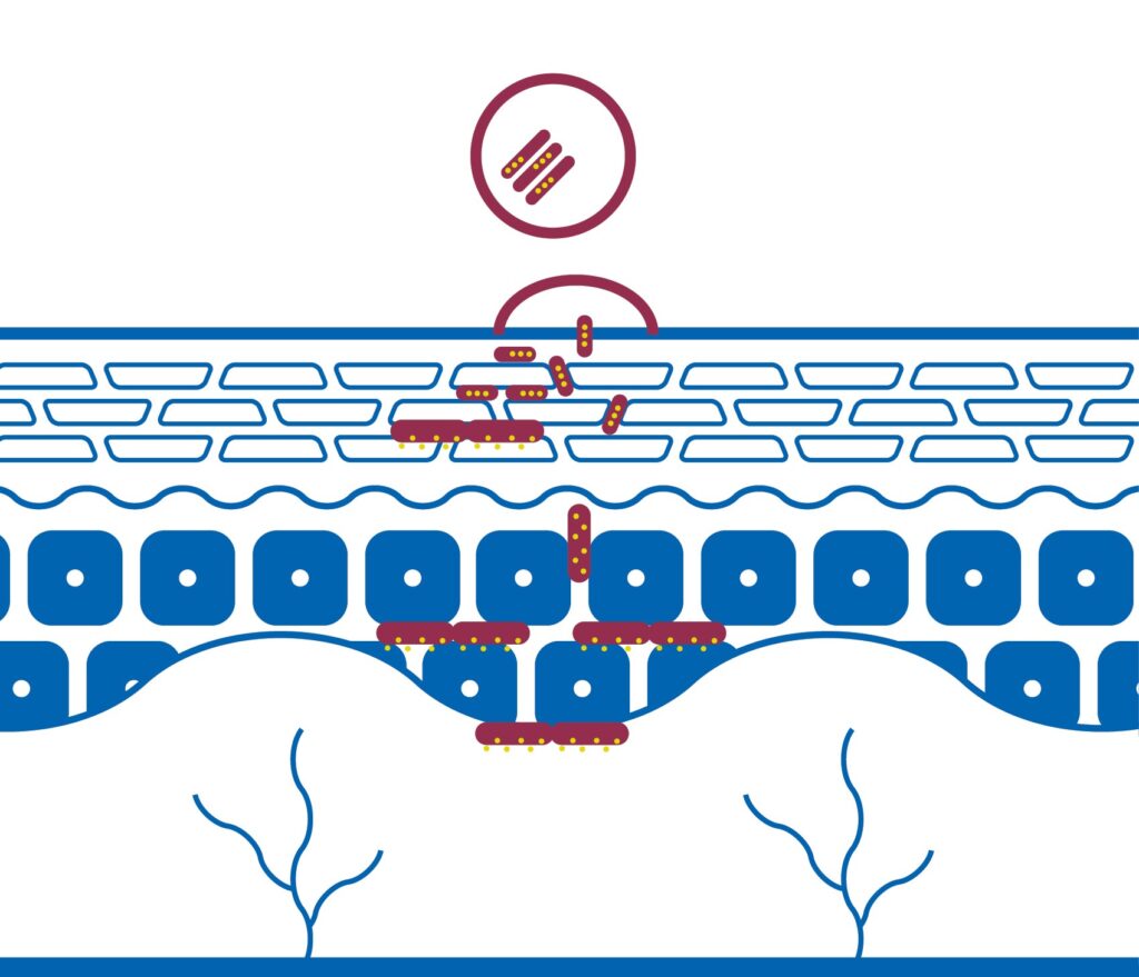 Skin with Bicosome technology to epidermis and Dermis