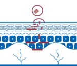 Skin with Bicosome technology to epidermis and Dermis